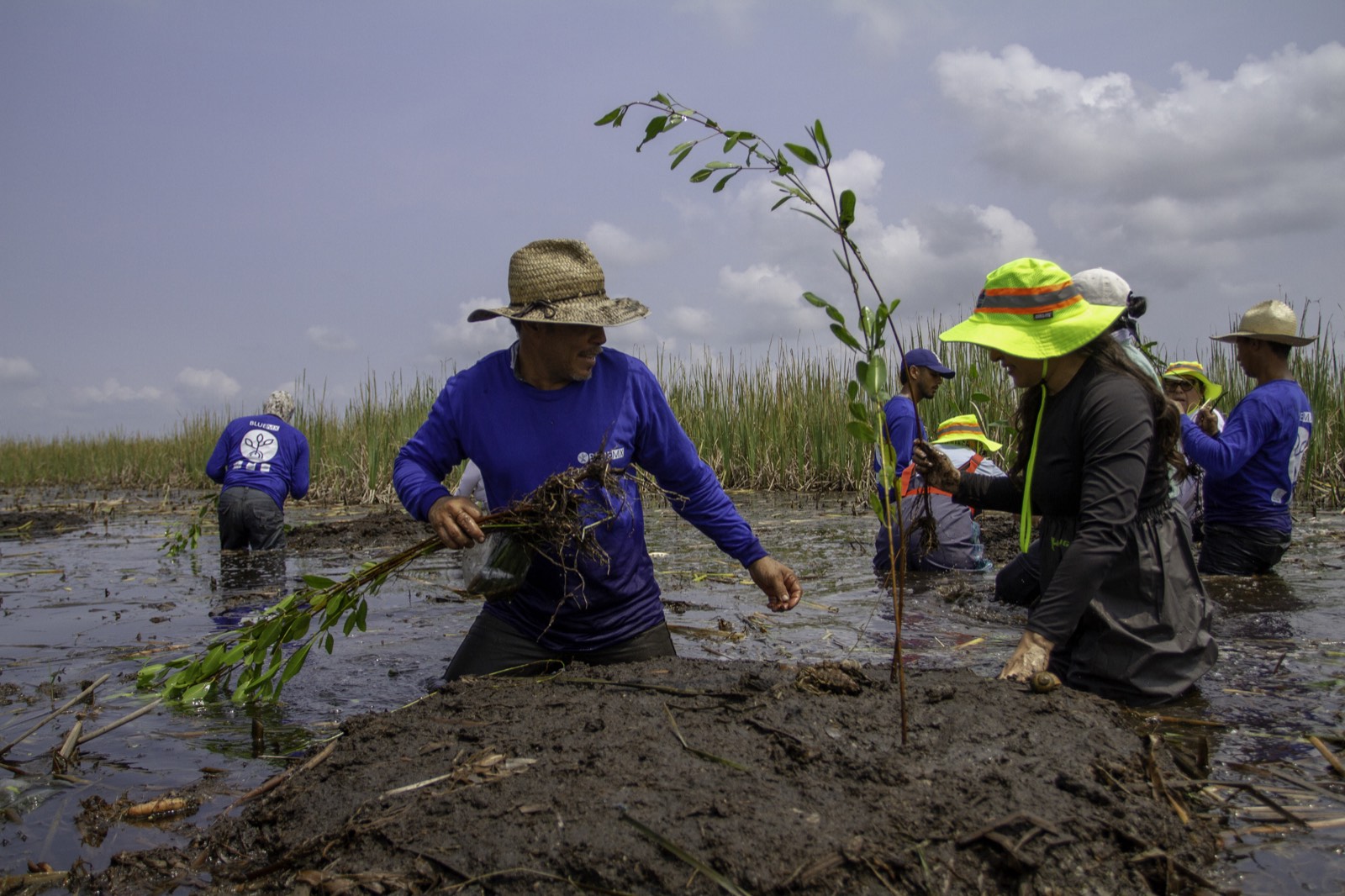 Mangrove seedlings at a community nursery
